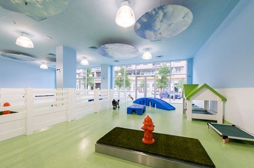 Best Place to Creep on Dogs During Your Lunch Break