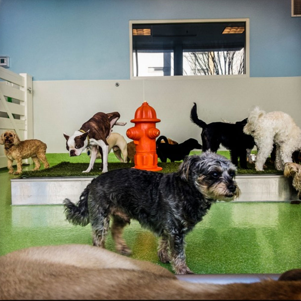 Best Place to Creep on Dogs During Your Lunch Break